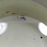 水合わせ　ボララス・マキュラータ